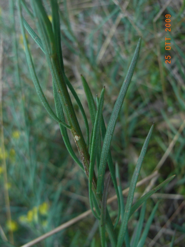 Galatella linosyris (=Aster linosyris) / Astro spillo d''oro